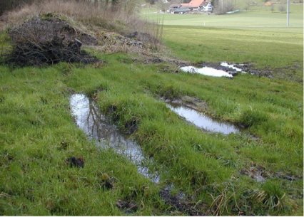 Bild zu Weiher, TÃ¼mpel â Neuanlage