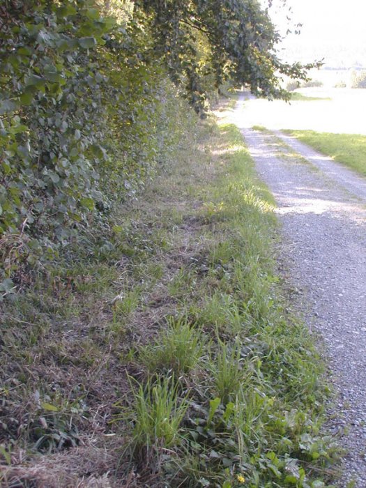 Bild zu Weiher, TÃ¼mpel â Neuanlage