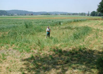 Bild zu Weiher, TÃ¼mpel â Neuanlage