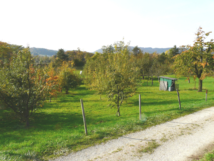 Bild zu 