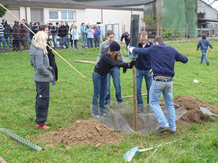 Bild zu Hochstamm-ObstbÃ¤ume - Neupflanzung