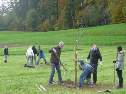 Bild zu Hochstamm-ObstbÃ¤ume - Neupflanzung